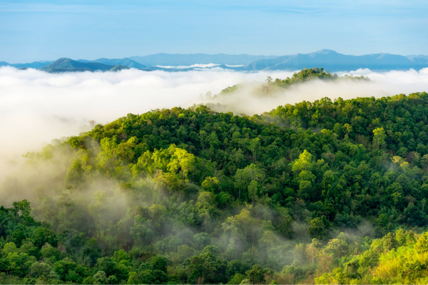 Euskaltel - Comprometidos con nuestros bosques y el medioambiente